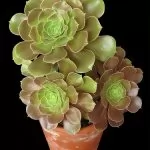 Aeonium