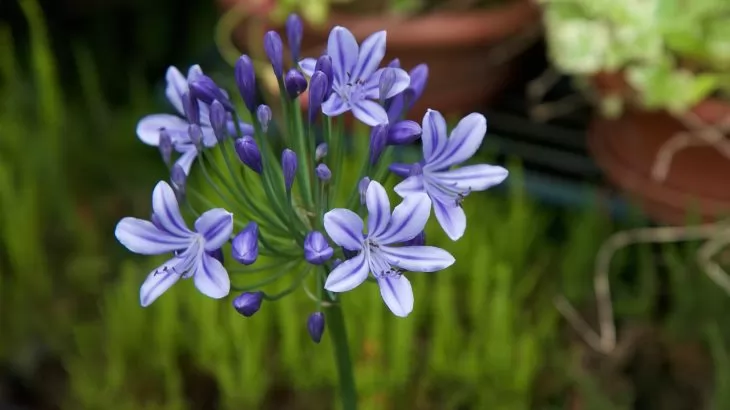 Cosa fiorisce a Luglio: Agapanthus