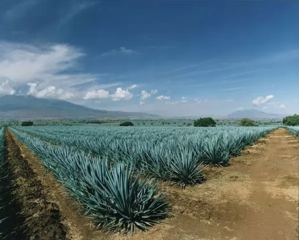 agave tequilana o agave blu