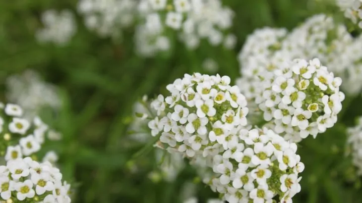 Lobularia maritima