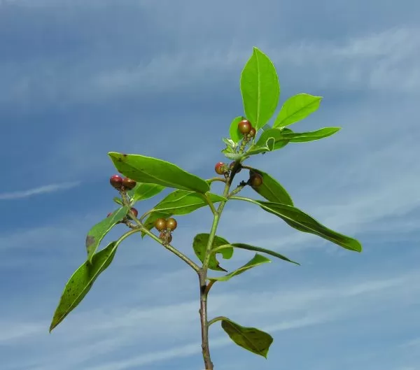 Alaterno (Rhamnus alaternus) 