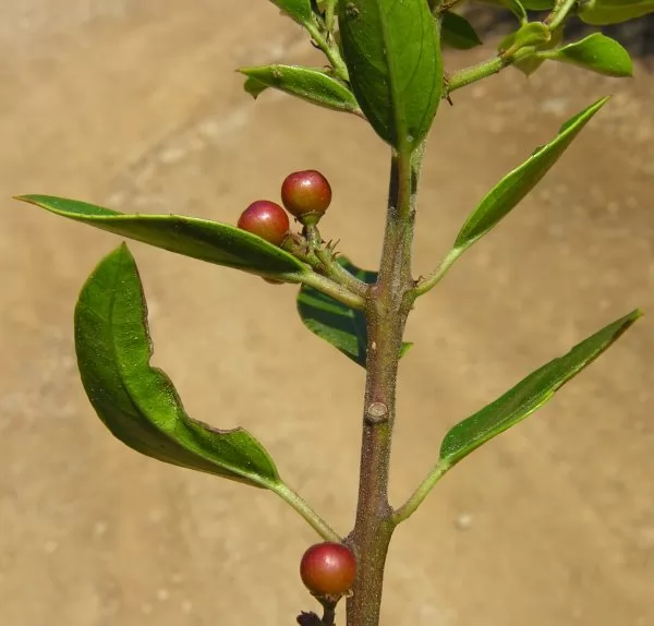 Alaterno (Rhamnus alaternus) 