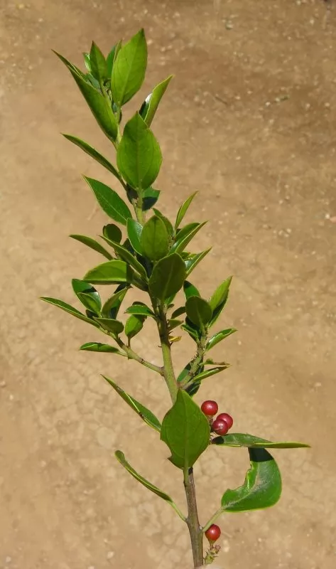 Alaterno (Rhamnus alaternus) 