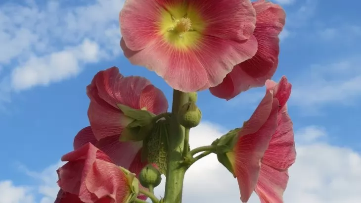 alcea rosea