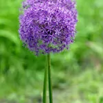 Allium