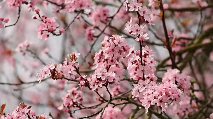 Cosa fiorisce a febbraio
