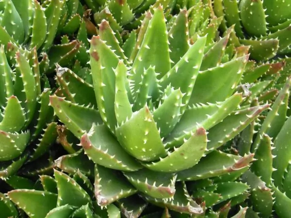 Piante  succulente resistenti al freddo Aloe brevifolia