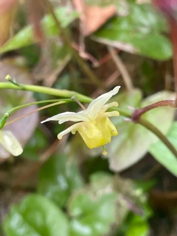 Epimedium alpinum