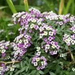 Alyssum (Alisso)