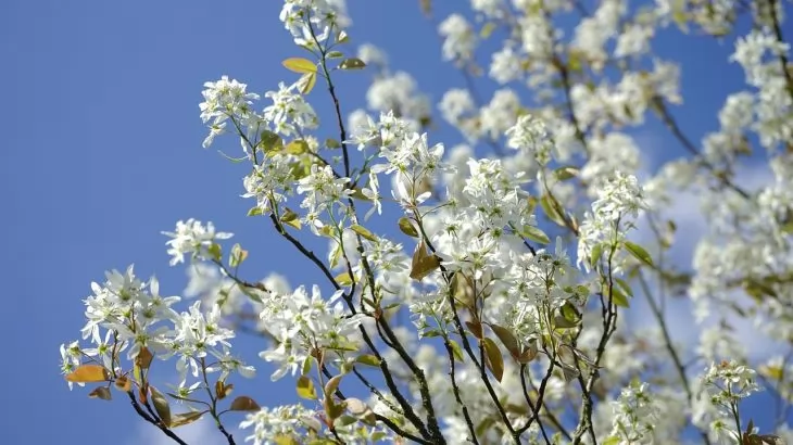 Amelanchier