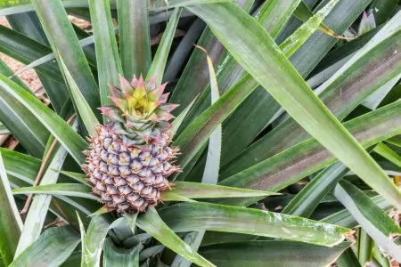 Pineapple fruit farm growing