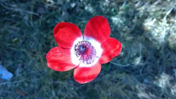 anemone