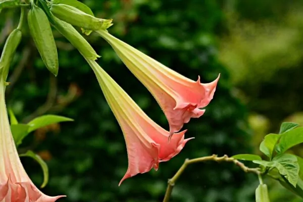 Brugmansia