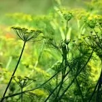 Anice Verde (Pimpinella anisum)
