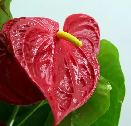 anthurium