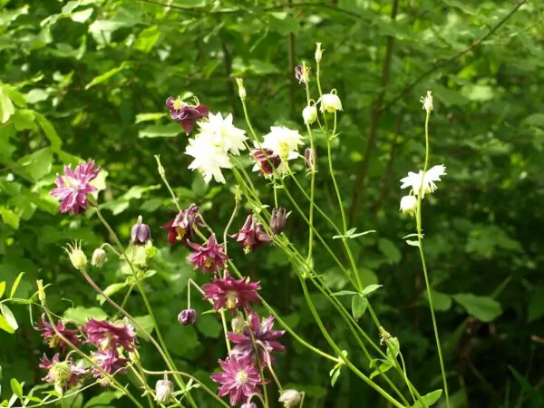 Aquilegia