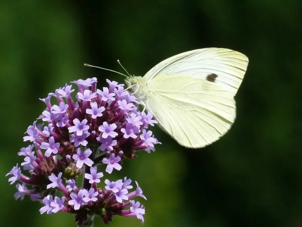 Verbena