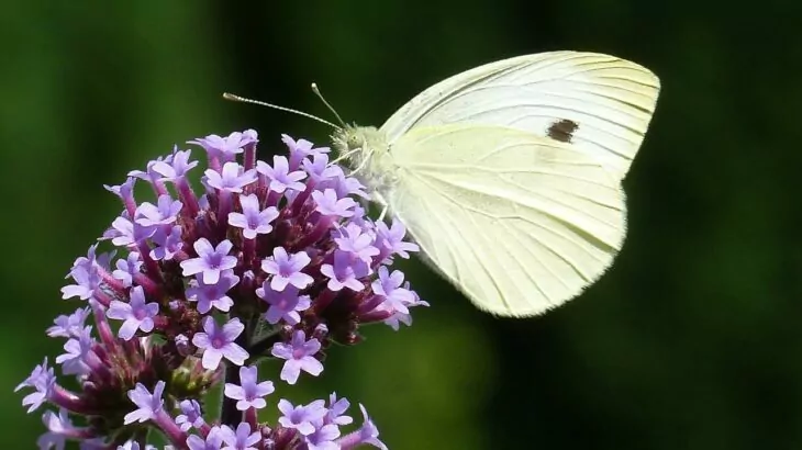 verbena