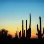 Saguaro (Carnegiea gigantea)