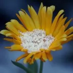 Arnica (Arnica montana)