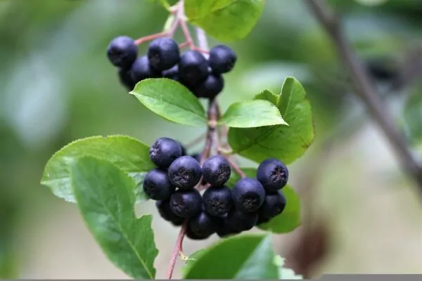 Aronia