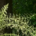 Asparago ornamentale