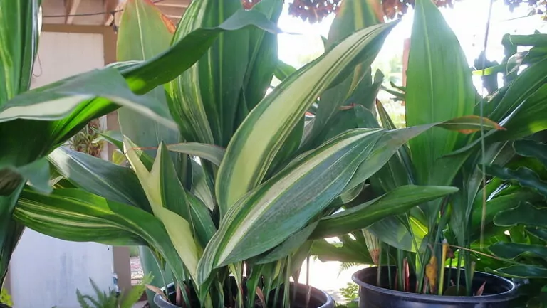 Aspidistra elatior ‘Variegata’