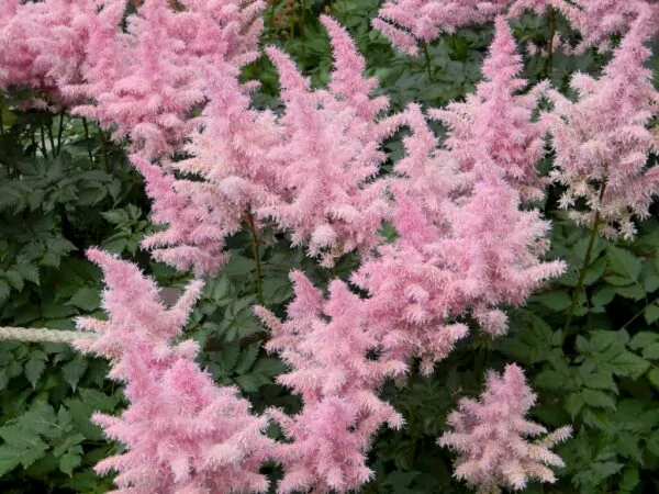 Astilbe rosa