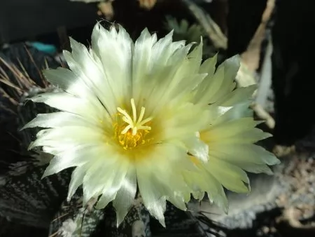 astrophytum-