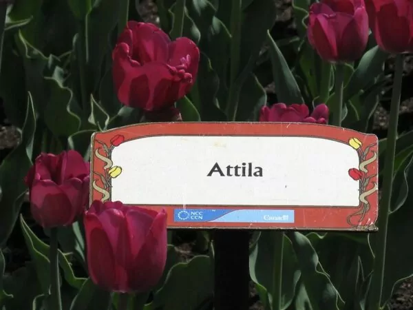  Tulipa Attila