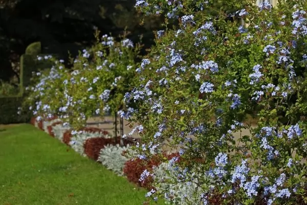 Plumbago capensis