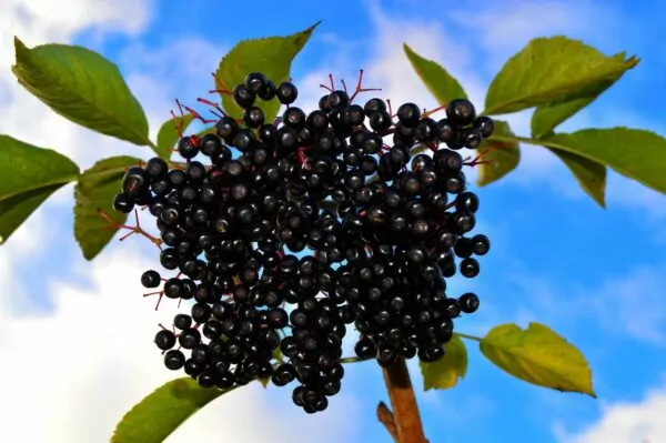 Aronia