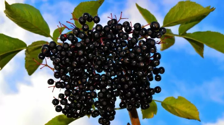 Aronia