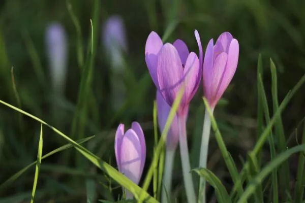 Colchicum 