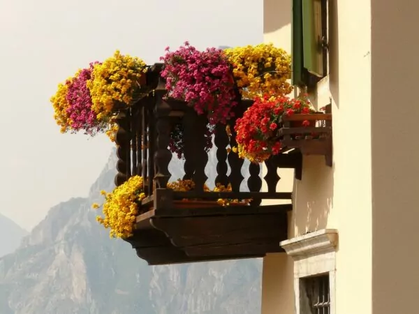 Fiori per un balcone al sole