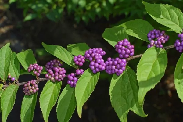 Le bacche della Callicarpa americana