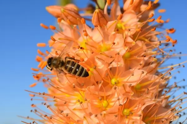 Eremurus