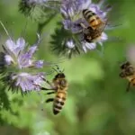 Piante mellifere: cosa coltivare per attirare le api