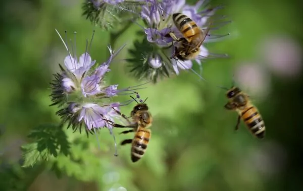 Piante mellifere: Piante che attirano le api