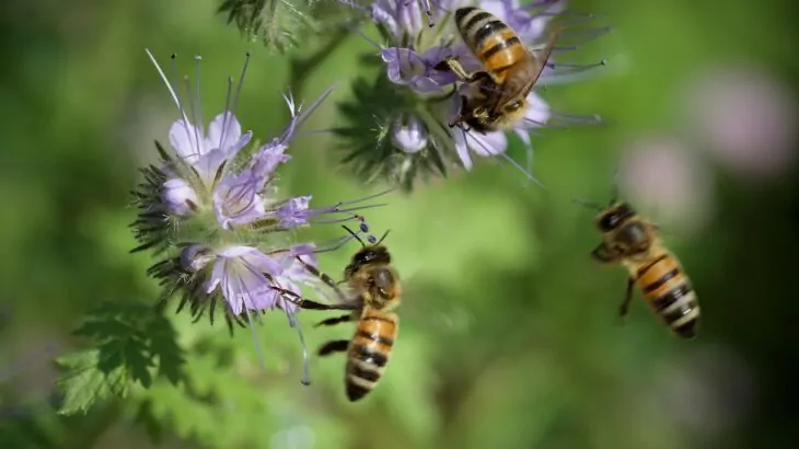 Piante mellifere piante che attirano le api