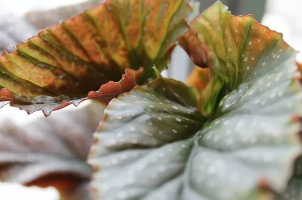 Foglie di Begonia