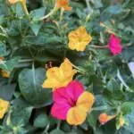 Bella di Notte  – Mirabilis jalapa