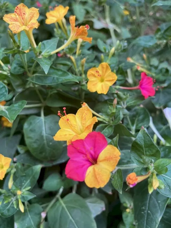 Bella di Notte - Mirabilis jalapa