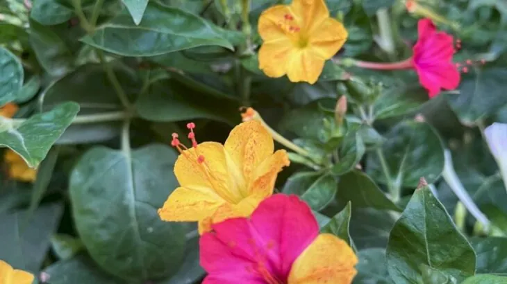 Bella di Notte - Mirabilis jalapa