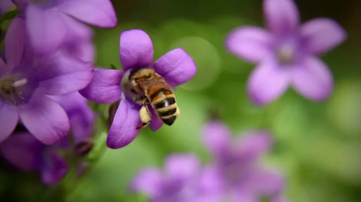 Campanula