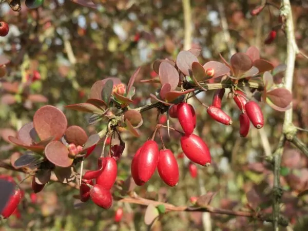 Berberis