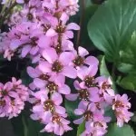 Bergenia