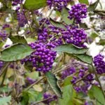 Callicarpa 