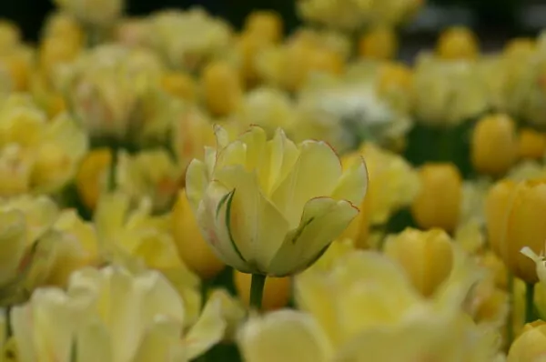 Tulipa "Big Smile"