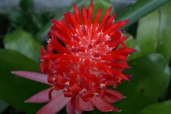 Billbergia pyramidalis